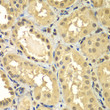 Immunohistochemistry analysis of paraffin-embedded Human kidney using SMAD2/SMAD3 Rabbit pAb (STJ11107460) at dilution of 1:100 (40x lens). Microwave antigen retrieval performed with 0. 01M PBS Buffer (pH 7. 2) prior to immunohistochemistry staining.