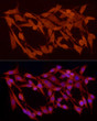 Immunofluorescence analysis of PC-12 cells using SMAD2/SMAD3 Rabbit pAb (STJ11107460) at dilution of 1:100 (40x lens). Secondary antibody: Cy3-conjugated Goat anti-Rabbit IgG (H+L) (STJS001166) at 1:500 dilution. Blue: DAPI for nuclear staining.
