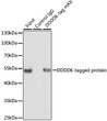 Immunoprecipitation of over-expressed DDDDK-tagged protein in 293T cells incubated using DDDDK-tag antibody (AE063). Secondary antibody: HRP-conjugated AffiniPure Mouse Anti-Rabbit IgG Light Chain (STJS001197). A mock served as negative control using rabbit Control IgG i ¼ˆSTJ11107553 i ¼‰and over-expressed 293T cell lysate served as positive control.
