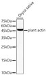 Western blot analysis of lysates from Oryza sativa using plant actin Rabbit pAb (STJ11107562) at1:2000 dilution. <br>Secondary antibody: HRP-conjugated Goat anti-Rabbit IgG (H+L) (STJS000856) at 1:10000 dilution. <br>Lysates/proteins: 25  Mu g per lane. <br>Blocking buffer: 3% nonfat dry milk in TBST. <br>Detection: (ECL Basic Kit <br>Exposure time: 180s.