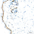 Immunohistochemistry analysis of paraffin-embedded Mouse skin tissue using PCNA Mouse mAb (STJ11107563) at a dilution of 1:4000 (40x lens). High pressure antigen retrieval performed with 0. 01M Tris-EDTA Buffer (pH 9. 0) prior to immunohistochemistry staining.