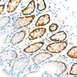 Immunohistochemistry analysis of paraffin-embedded Rat colon tissue using PCNA Mouse mAb (STJ11107563) at a dilution of 1:4000 (40x lens). High pressure antigen retrieval performed with 0. 01M Tris-EDTA Buffer (pH 9. 0) prior to immunohistochemistry staining.