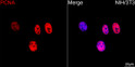 Confocal imaging of NIH/3T3 cells using PCNA Mouse mAb (STJ11107563, dilution 1:200) followed by a further incubation with Cy3 Goat Anti-Mouse IgG (H+L) (STJS001167, dilution 1:500) (Red). DAPI was used for nuclear staining (Blue). Objective: 100x.