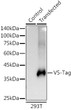 Western blot analysis of extracts of normal 293T cells and 293T transfected with V5 Protein, using Rabbit anti V5-Tag mAb (STJ11107587) at 1:20000 dilution. <br/>Secondary antibody: HRP-conjugated Goat anti-Rabbit IgG (H+L) (STJS000856) at 1:10000 dilution. <br/>Lysates/proteins: 25 Mu g per lane. <br/>Blocking buffer: 3% nonfat dry milk in TBST. <br/>Detection: ECL Basic Kit <br/>Exposure time: 1s.