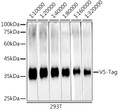 Western blot analysis of lysates from 293T cells, using Rabbit anti V5-Tag mAb (STJ11107587) at 1:10000-1:320000 dilution. <br/>Secondary antibody: HRP-conjugated Goat anti-Rabbit IgG (H+L) (STJS000856) at 1:10000 dilution. <br/>Lysates/proteins: 25 Mu g per lane. <br/>Blocking buffer: 3% nonfat dry milk in TBST. <br/>Detection: ECL Basic Kit <br/>Exposure time: 90s.