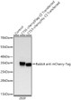 Western blot analysis of lysates from wild type (WT) and 293F cells transfected with mCherry using Rabbit anti mCherry-Tag mAb (STJ11107600) at 1:20000 dilution incubated overnight at 4C. <br>Secondary antibody: HRP-conjugated Goat anti-Rabbit IgG (H+L) (STJS000856) at 1:10000 dilution. <br>Lysates/proteins: 20 Mu g per lane. <br>Blocking buffer: 3% nonfat dry milk in TBST. <br>Detection: ECL Basic Kit ( Exposure time: 45s.