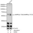 Western blot analysis of lysates from C2C12 cells, using Phospho-AMPK Alpha 1-T183/AMPK Alpha 2-T172 Rabbit pAb (STJ11107614) at 1:1000 dilution. C2C12 cells were treated by Hydrogen Peroxide (2 nM) at 37 °C for 15 minutes after serum-starvation overnight. <br/>Secondary antibody: HRP-conjugated Goat anti-Rabbit IgG (H+L) (STJS000856) at 1:10000 dilution. <br/>Lysates/proteins: 25 Mu g per lane. <br/>Blocking buffer: 3% nonfat dry milk in TBST. <br/>Detection: ECL Basic Kit <br/>Exposure time: 180s.