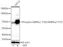 Western blot analysis of lysates from C2C12 cells using Phospho-AMPKÎ±1-T183/AMPKÎ±2-T172 Rabbit pAb (STJ11107614) at 1:1000 dilution incubated overnight at 4C. C2C12 cells were treated by HGF (50 ng/ml) at 37C for 30 minutes after serum-starvation overnight. <br> Secondary antibody: HRP-conjugated Goat anti-Rabbit IgG (H+L) (STJS000856) at 1:10000 dilution. <br>Lysates/proteins: 30 Mu g per lane. <br> Blocking buffer: 3 % nonfat dry milk in TBST. <br> Detection: ECL Basic Kit <br> Exposure time: 90s.