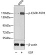 Western blot analysis of lysates from MDA cells, using Phospho-EGFR-T678 Rabbit pAb (STJ11107618). <br>Secondary antibody: HRP-conjugated Goat anti-Rabbit IgG (H+L) (STJS000856) at 1:10000 dilution. <br>Lysates/proteins: 25 Mu g per lane. <br>Blocking buffer: 3% BSA.