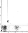 Anti-CD20 antibody [B-ly1] {APC} (STJA0018289)