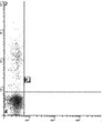 Anti-CD23 antibody [B-G6] (STJA0018300)