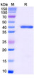Anti-AX/Amoxicillin antibody [SAA0565] (STJA0019388)