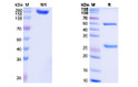 Human IgG1 Isotype Control [HyHEL-10] {Unconjugated} (STJA0022501)