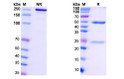 Human IgG1 Isotype Control [HyHEL-10] {Unconjugated} (STJA0022504)