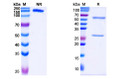 Anti-IgG4-S228P antibody [13R4] (STJA0022509)