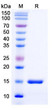 Anti-CFTR nanobody [SAA1004] (STJN000142)