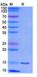 Anti-CD47/MER6 nanobody [SAA1315] (STJN000261)
