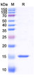SDS-PAGE for Anti-GFP nanobody [SAA0958] (STJN000449)