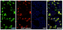 Immunofluorescent (IF) analysis of 293T cells fixed with 4% PFA, and 0.1% Triton X-100-permeabilized. Transfected with pEGFP-N1 using VHH anti-GFP antibody (STJN000449, His-tagged) at 20 μg/mL. After incubation with mouse anti-His antibody, CY3-conjugated AffiniPure Goat Anti-Mouse IgG (H+L) was used as the secondary antibody. Nuclei were counterstained with DAPI (blue).