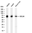 Western Blot (WB): Various whole cell lysates were separated by 4-20% SDS-PAGE, and the membrane was blotted with STJA0038890