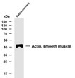 Western Blot (WB): Whole cell lysates were separated by 10% SDS-PAGE, and the membrane was blotted with anti-Actin, STJA0038898