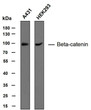 Western Blot (WB): Various whole cell lysates were separated by 10% SDS-PAGE, and the membrane was blotted with STJA0038901
