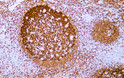Immunohistochemistry (IHC): Human tonsil tissue was stained with anti-BOB.1 (ABT-BOB1) antibody. STJA0038902