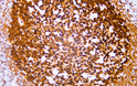 Immunohistochemistry - Paraffin (IHC-P): Human tonsil tissue was stained with anti-BOB.1 (ABT-BOB1) antibody. STJA0038902