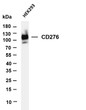 Western Blot (WB): Various whole cell lysates were separated by 4-20% SDS-PAGE, and the membrane was blotted with STJA0038904