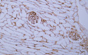 Immunohistochemistry - Paraffin (IHC-P): Human kidney tissue was stained with anti-CD105 (ABT-CD105) antibody. STJA0038910