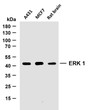 Western Blot (WB): Various whole cell lysates were separated by 10% SDS-PAGE, and the membrane was blotted with STJA0038911