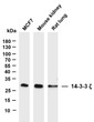 Western Blot (WB): Various whole cell lysates were separated by 4%-20% SDS-PAGE, and the membrane was blotted with STJA0038940