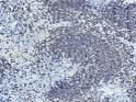 Immunohistochemistry - Paraffin (IHC-P): Mouse spleen tissue was stained with Anti-CD20 (PTR1337) antibody. STJA0038944