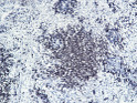 Immunohistochemistry - Paraffin (IHC-P): Rat spleen tissue was stained with Anti-CD20 (PTR1337) antibody. STJA0038944