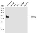 Western Blot (WB): Various whole cell lysates were separated by 10% SDS-PAGE, and the membrane was blotted with STJA0038945