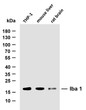 Western Blot (WB): Various whole cell lysates were separated by 10% SDS-PAGE, and the membrane was blotted with STJA0038953