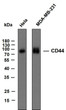 Western Blot (WB): Various whole cell lysates were separated by 10% SDS-PAGE, and the membrane was blotted with STJA0038965