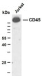 Western Blot (WB): Jurkat whole cell lysates were separated by 10% SDS-PAGE, and the membrane was blotted with STJA0038966