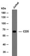 Western Blot (WB): Whole cell lysates of Jurkat were separated by 8% SDS-PAGE, and the membrane was blotted with STJA0038967