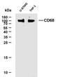 Western Blot (WB): Various whole cell lysates were separated by 10% SDS-PAGE, and the membrane was blotted with STJA0038970