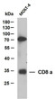 Western Blot (WB): Whole cell lysates were separated by 10% SDS-PAGE, and the membrane was blotted with anti-CD8α STJA0038974