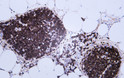 Immunohistochemistry - Paraffin (IHC-P): Human thymus tissue was stained with Anti-CD99 (ABT156) Antibody. STJA0038975