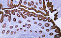 Immunohistochemistry - Paraffin (IHC-P): Human appendix tissue was stained with Anti-Cytokeratin 20 (ABT044) antibody. STJA0038983