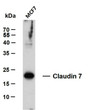 Western Blot (WB): MCF7 whole cell lysates were separated by 12% SDS-PAGE, and the membrane was blotted with STJA0038989