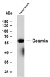 Western Blot (WB): Mouse muscle whole cell lysates were separated by 10% SDS-PAGE, and the membrane was blotted with STJA0038993