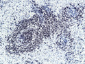 Immunohistochemistry - Paraffin (IHC-P): Rat spleen tissue was stained with Anti-CD20 (PTR1337/065) antibody. STJA0038996