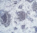 Immunohistochemistry (IHC): Rat spleen tissue was stained with Anti-CD20 (PTR1337/065) antibody. STJA0038996