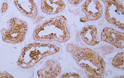 Immunohistochemistry - Paraffin (IHC-P): Human testis tissue was stained with Anti-HDAC6 (ABT-HDAC6) Antibody. STJA0039006