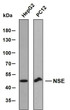 Western Blot (WB): Various whole cell lysates were separated by 8% SDS-PAGE, and the membrane was blotted with anti-NSE STJA0039016