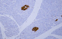 Immunohistochemistry - Paraffin (IHC-P): Human pancreas tissue was stained with anti-Neuron-Specific Enolase (PT2281) STJA0039016
